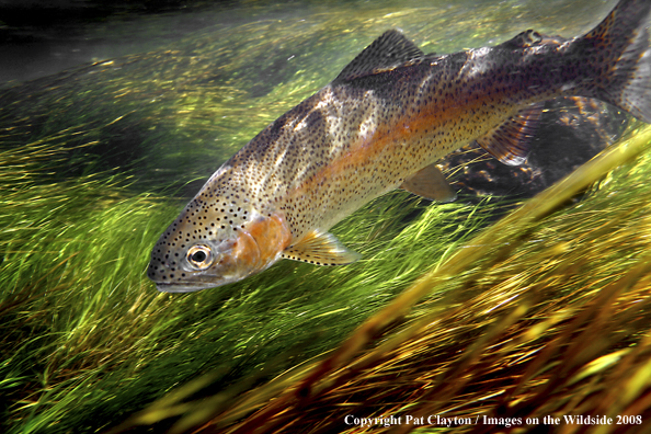 Rainbow Trout