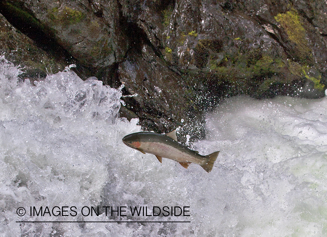 Steelhead fish jumping up stream during migration. 