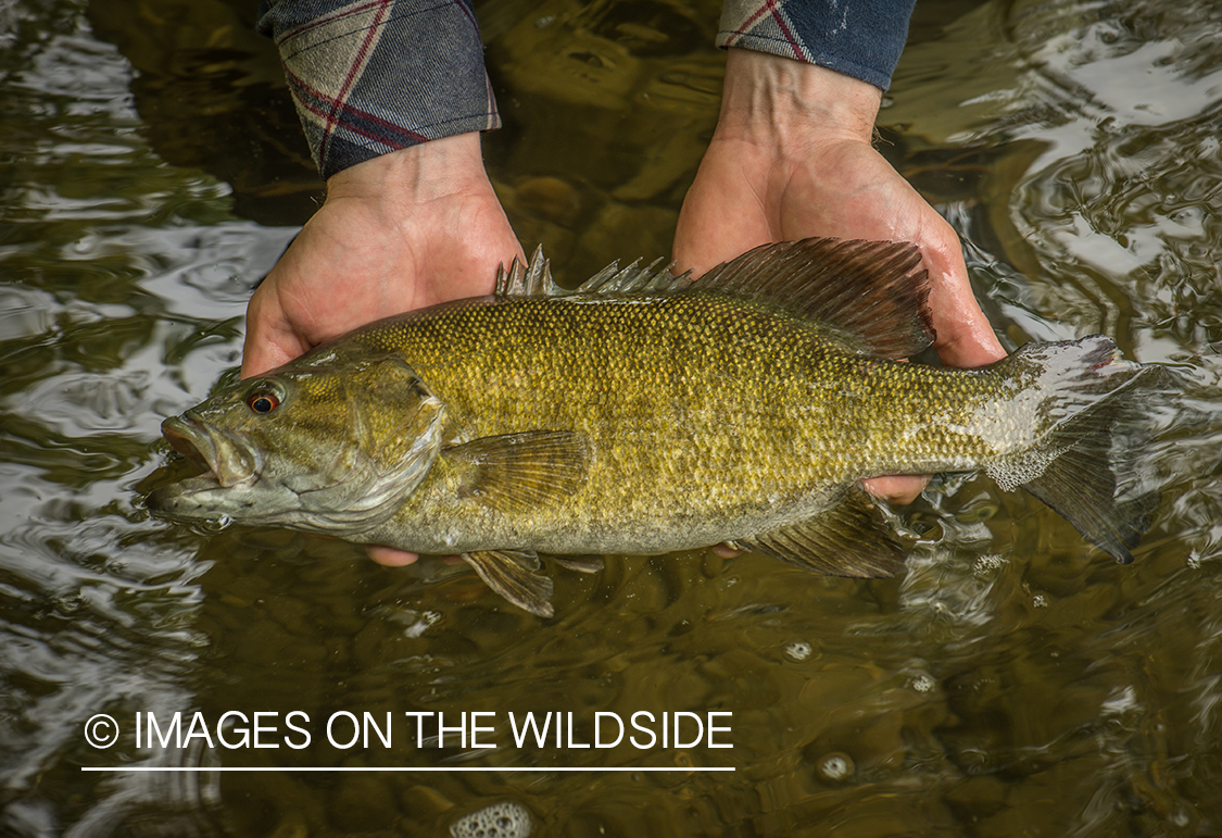 Smallmouth bass