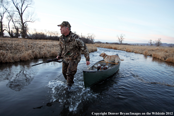 Duck hunter with yellow labrador retriever in canoe. 