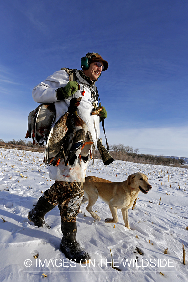 Waterfowl hunter and yellow labrador with bagged mallards in field.