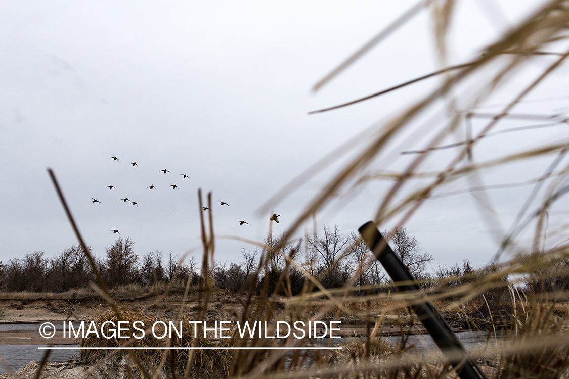 Waterfowl hunting