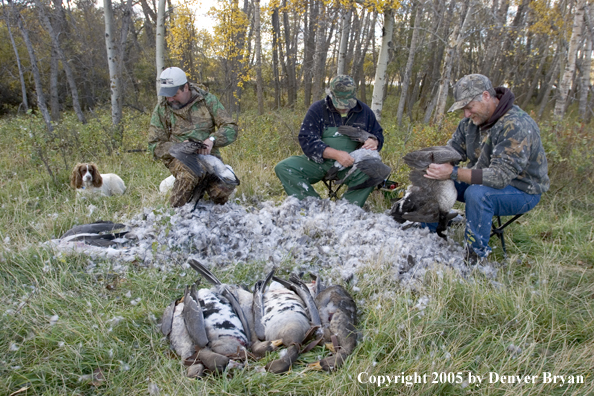 Goose hunters cleaning geese with springer spaniel.