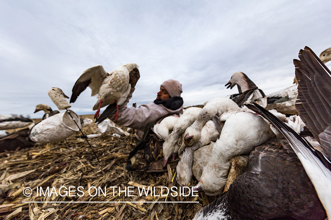 Hunter in field with newly bagged geese.