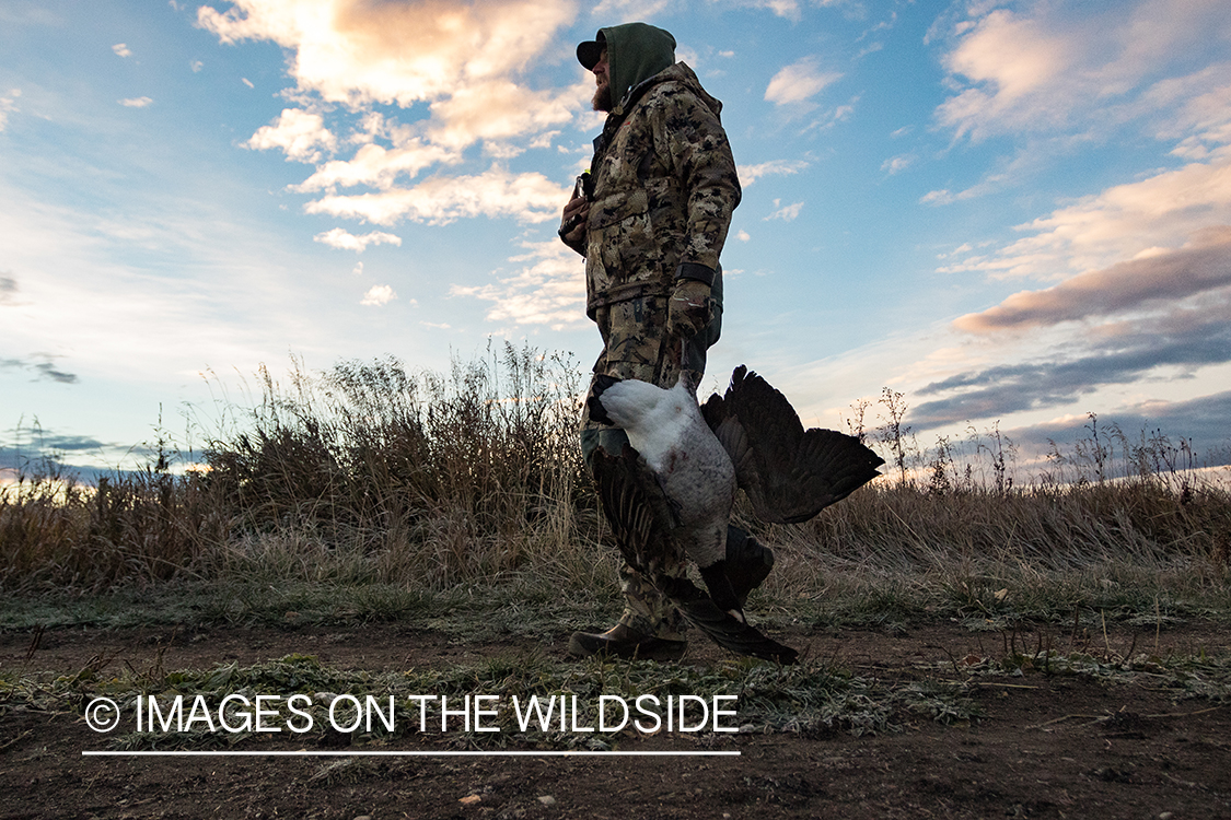 Hunter with bagged Canada goose.