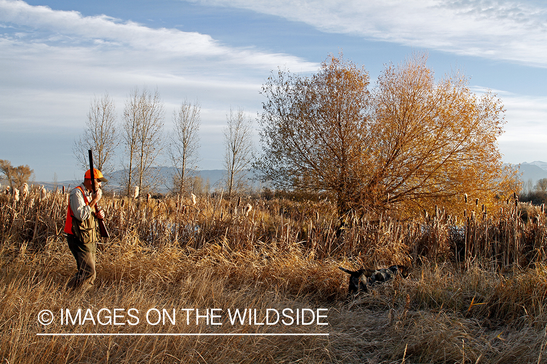 Upland game bird hunter in field with Griffon Pointer.