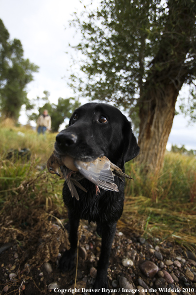 Dove Hunting