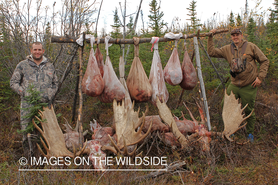 Hunters in camp with butchered moose. 