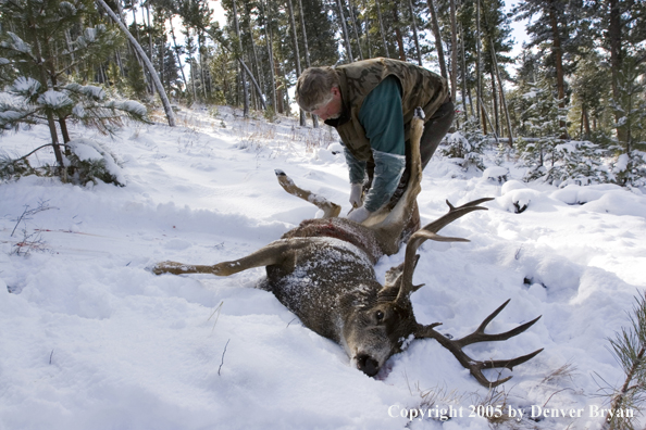 Mule deer hunter field dressing nice buck.