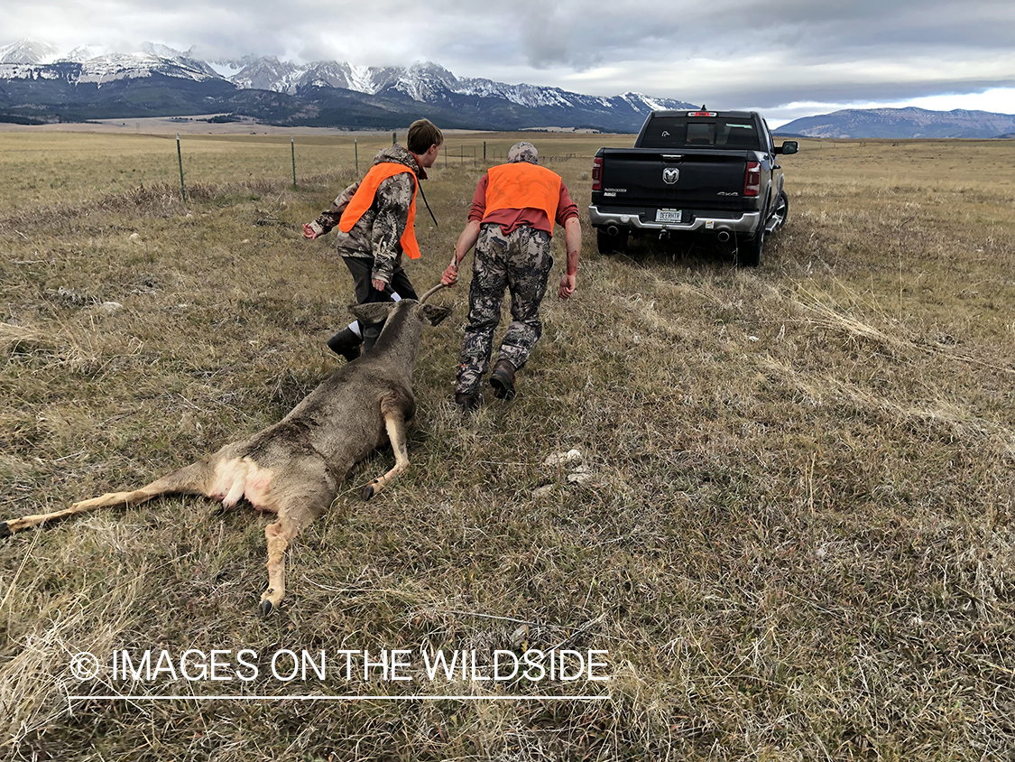 Father and son dragging out field dressed mule deer.