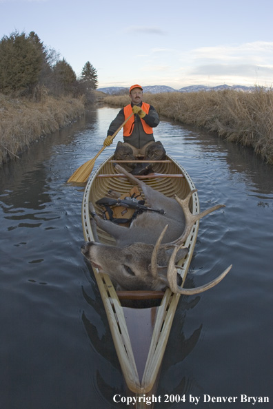 Big game hunter paddling canoe with bagged white-tailed deer in bow.