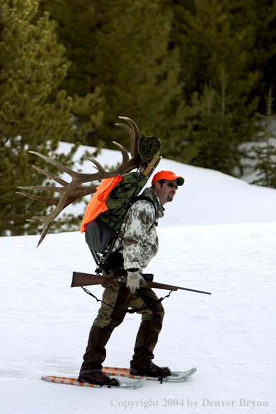 Big game hunter packing elk rack out on snowshoes.