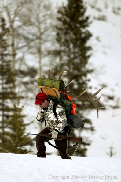 Big game hunter packing elk rack out on snowshoes.