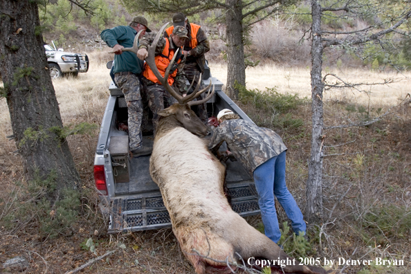  Elk hunters dragging bagged elk into truck.