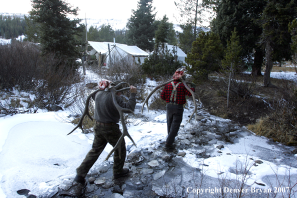 Elk hunters packing elk antlers