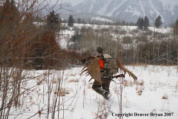 Moose hunter in field