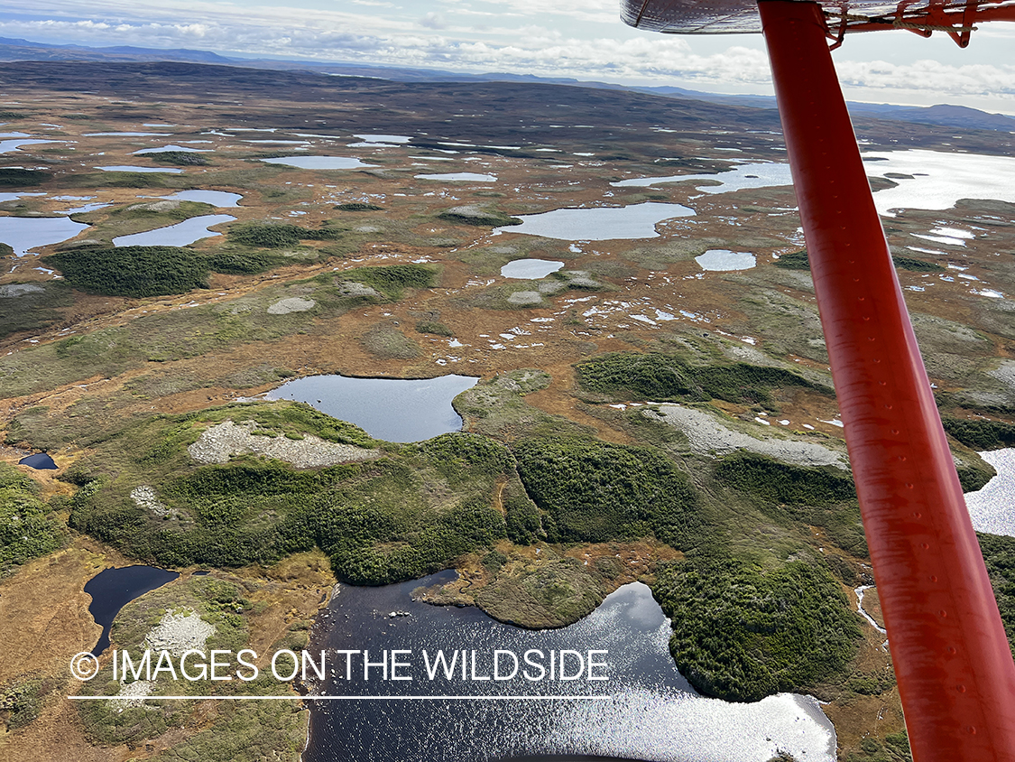 Newfoundland landscape from float plane.