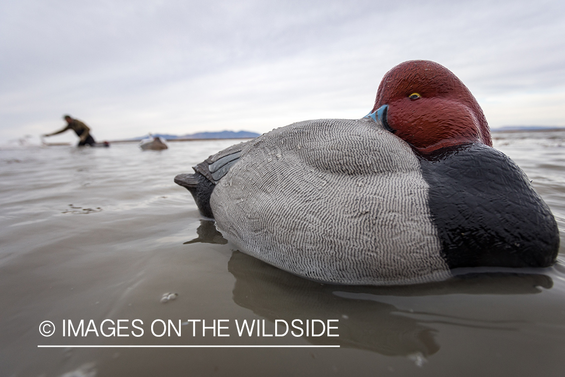 Hunting Tundra Swans and Ducks in Bear River region in Utah.