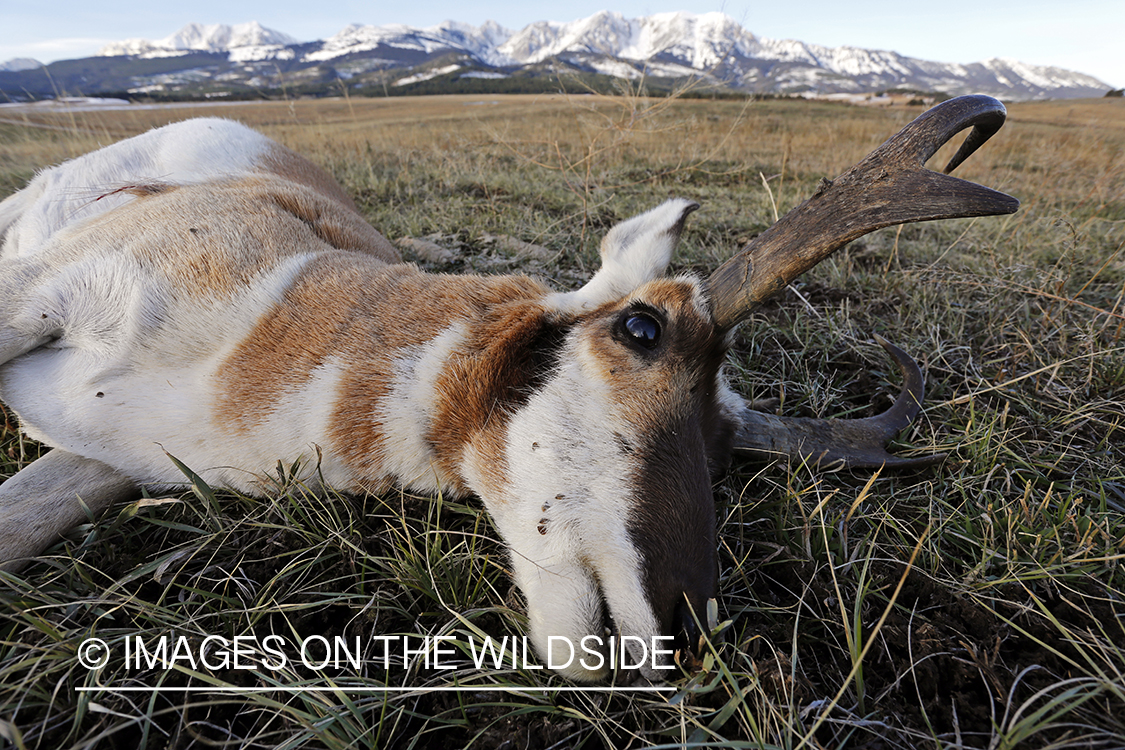 Recently downed antelope buck in field. 