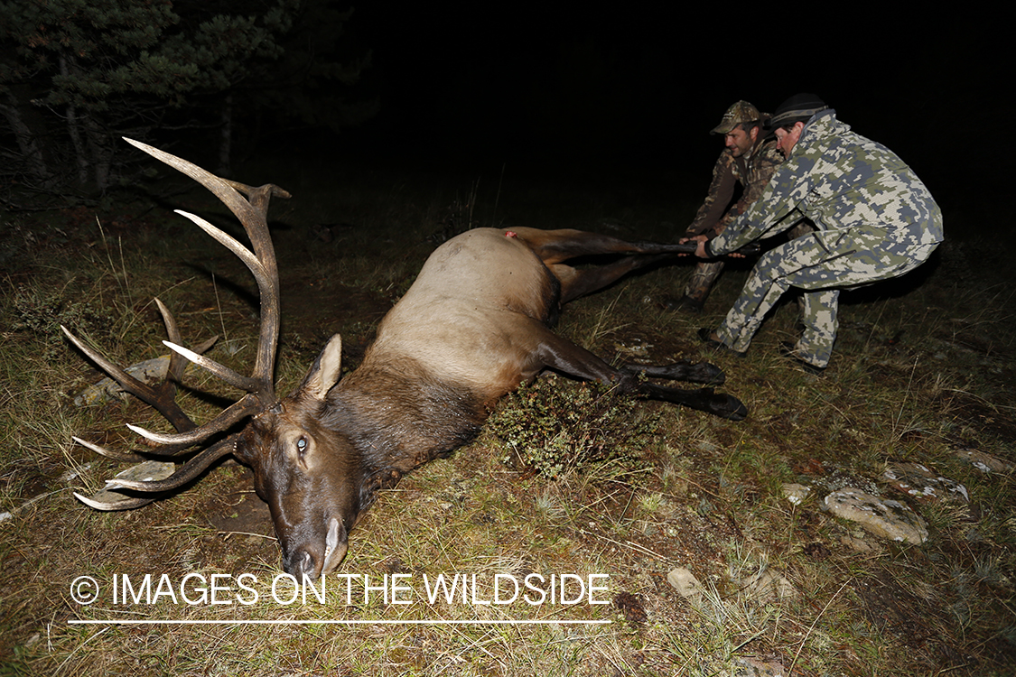 Hunter and guide with down bull elk. 