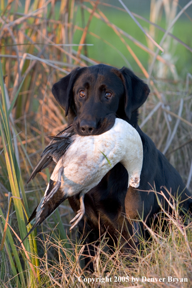 Black Labrador Retriever in field with bagged pintail drake.