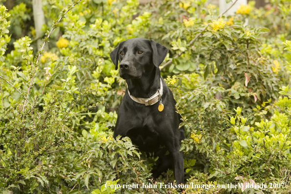 Black Labrador Retriever