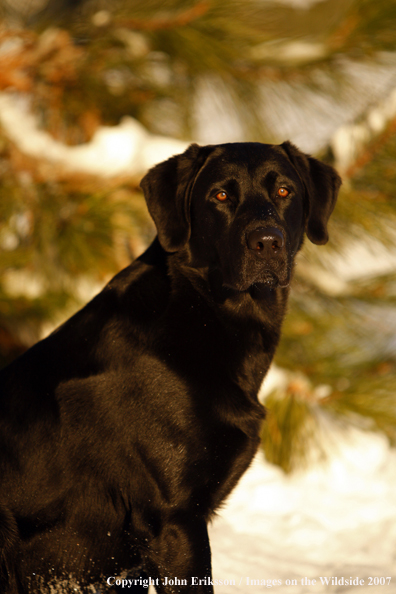 Black Labrador Retriever in field