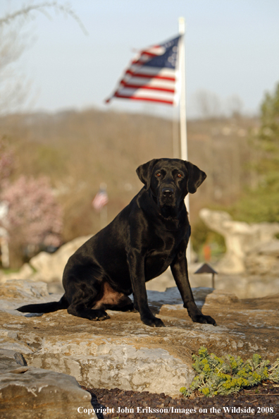 Black Labrador Retriever 