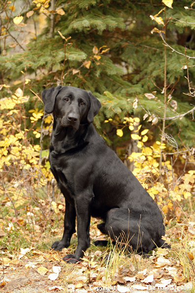 Black Labrador Retriever