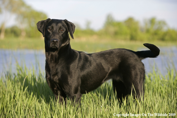 Black Labrador Retriever in field