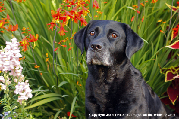 Black Labrador Retriever 