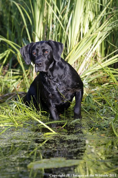 Black Labrador Retriever.