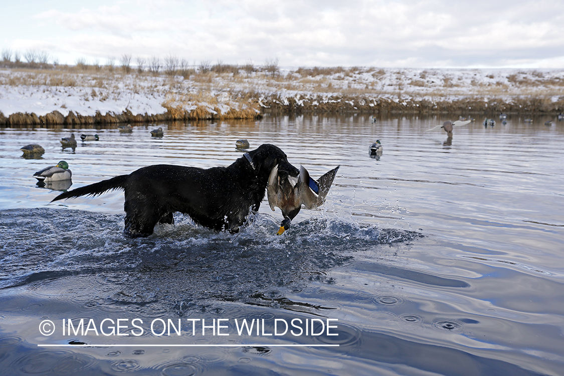 Black Labrador retrieving bagged mallard.