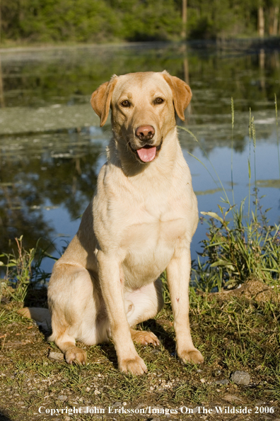 Yellow Labrador Retriever.