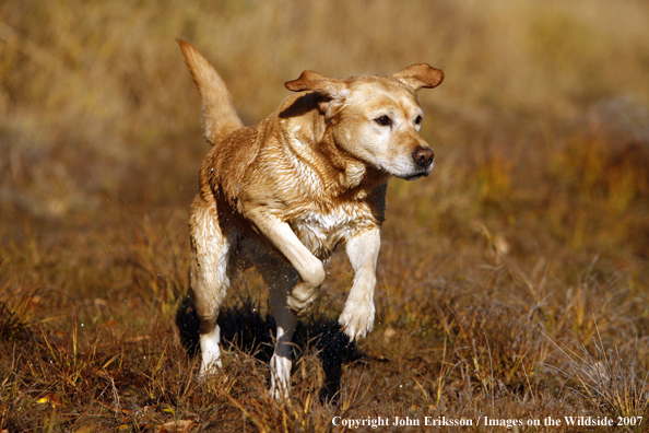 Yellow Labrador Retriever in field