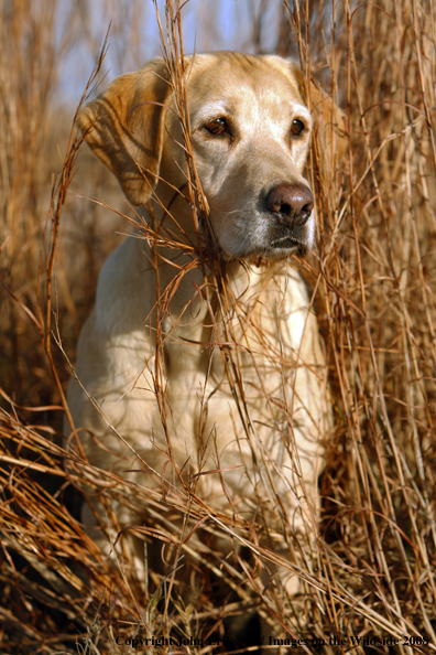 Yellow Labrador Retriever in field