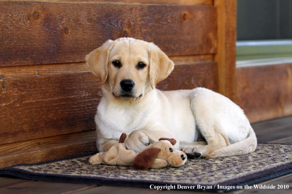 Yellow Labrador Retriever Puppy with toy