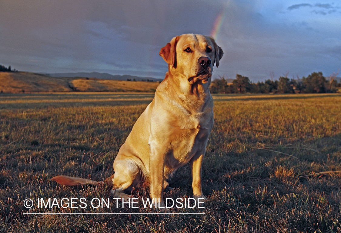 Yellow Labrador Retriever in field. 