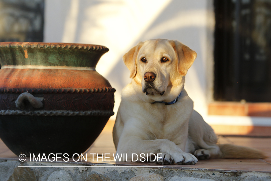 Yellow lab on deck.