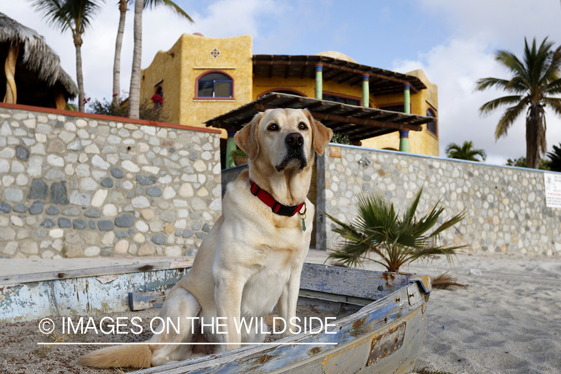 Yellow lab sitting in boat.