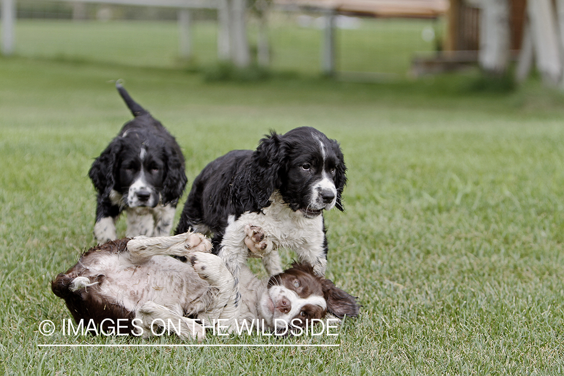 English Springer Spaniel Puppies