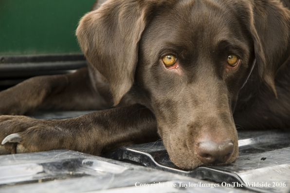 Chocolate Labrador Retriever.