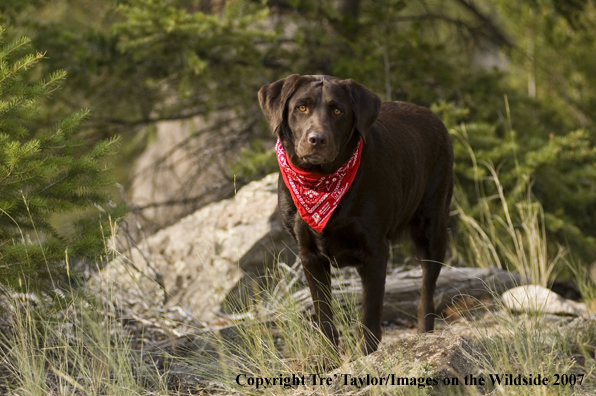 Chocolate labrador 