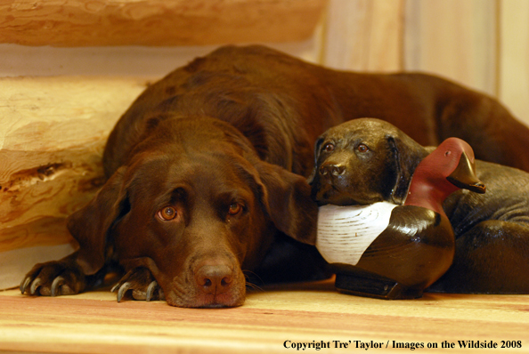 Chocolate Labrador Retriever 