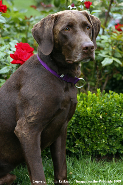 Chocolate Labrador Retriever 