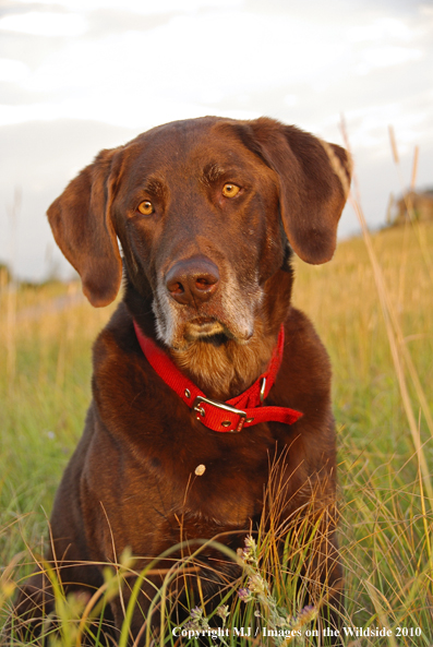 Chocolate Labrador Retriever