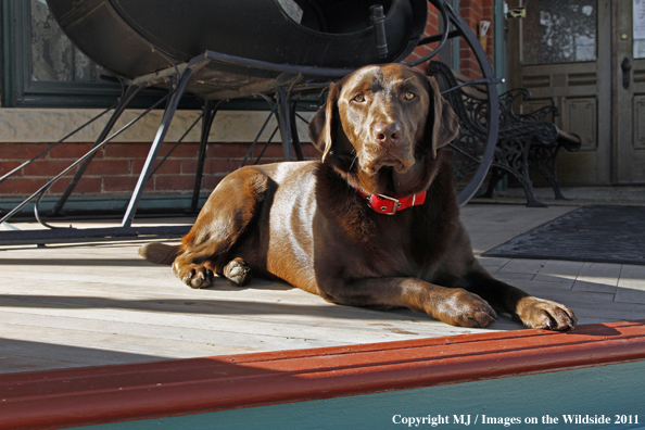 Chocolate Labrador Retriever.