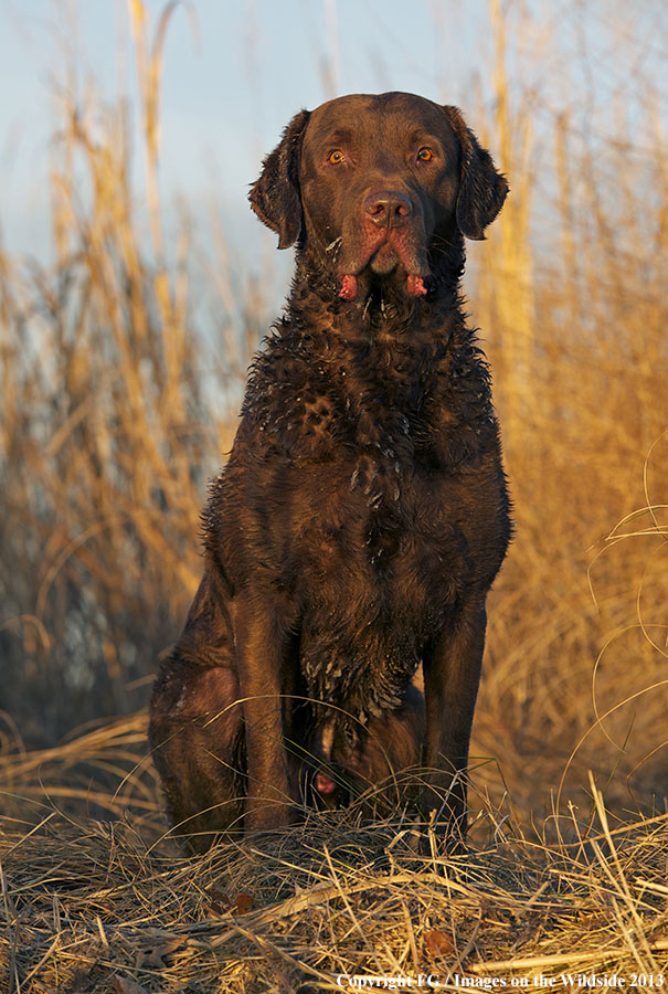 Chocolate Labrador Retriever 