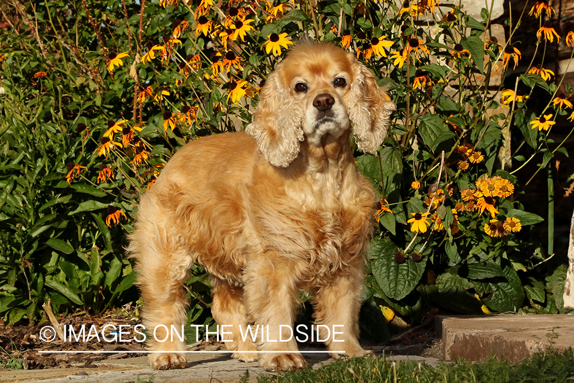 Cocker Spaniel in front of flowers.