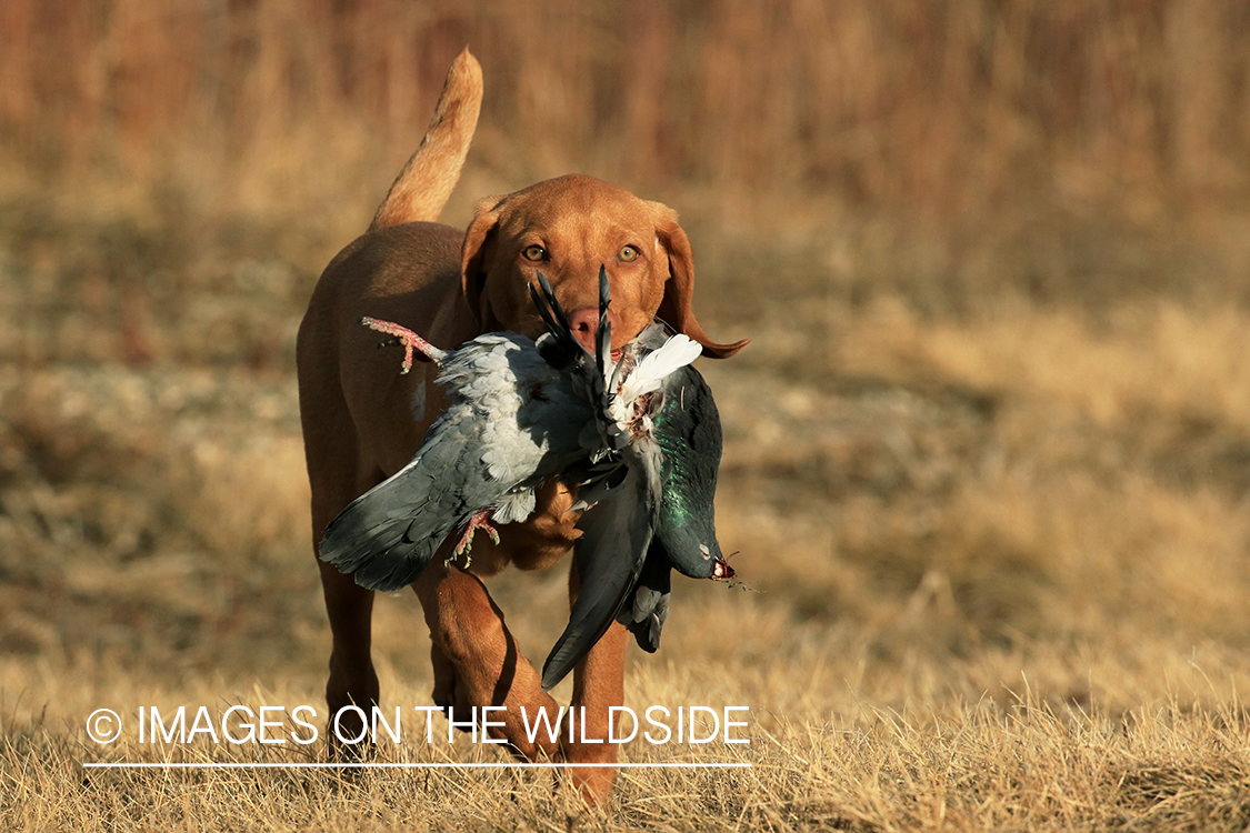 Vizsla retrieving fowl.